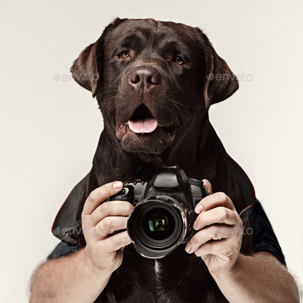 Dog photographer taking pictures. isolated on white background. Stock